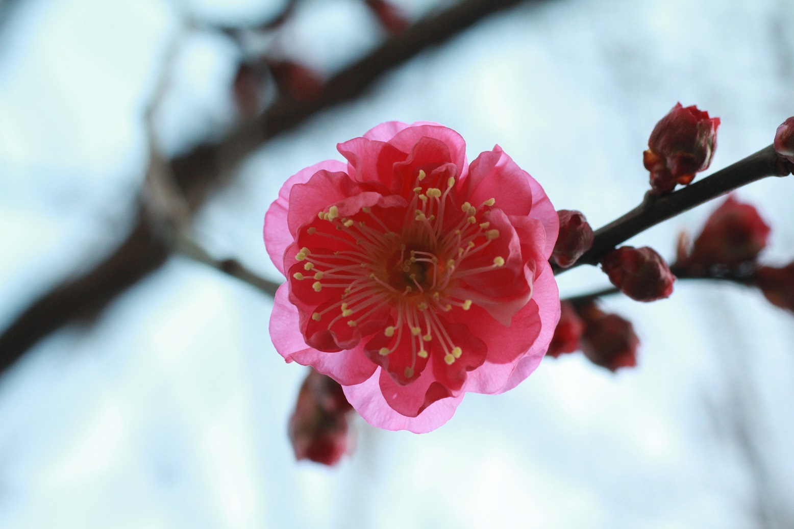 紅梅一輪_a0107574_16251582.jpg