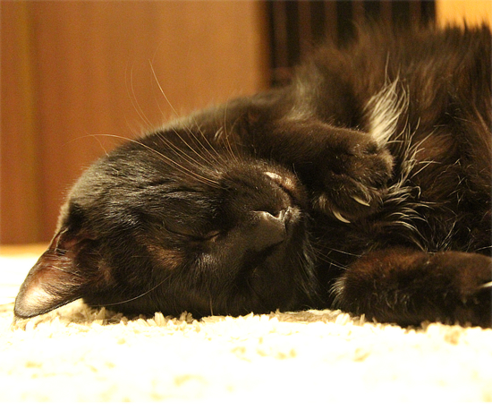 猫に来る年賀状は?_a0389088_18431109.jpg
