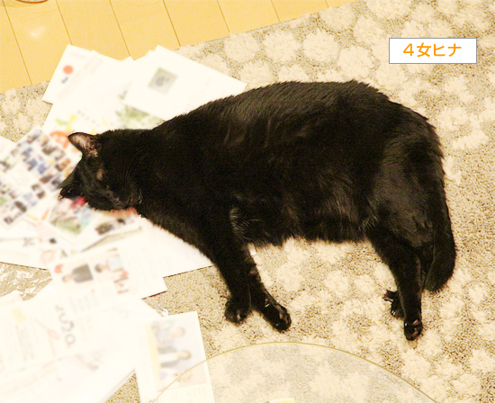 猫に来る年賀状は?_a0389088_18431117.jpg