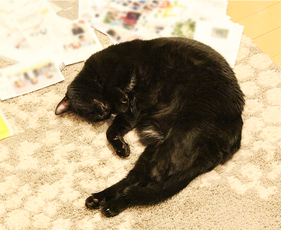 猫に来る年賀状は?_a0389088_18431132.jpg