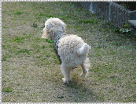 今日もぽかぽか陽気で、さくらと大は庭を端から端へ飛んで走って、気持ち良い疲れで夜は熟睡。。。( *´艸`)クスクス_b0175688_20425762.gif