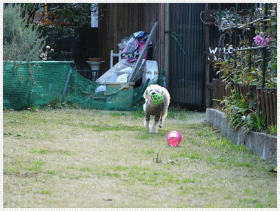 今日もぽかぽか陽気で、さくらと大は庭を端から端へ飛んで走って、気持ち良い疲れで夜は熟睡。。。( *´艸`)クスクス_b0175688_20430547.gif