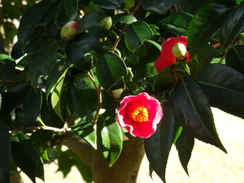 紅梅_f0101949_11012622.jpg