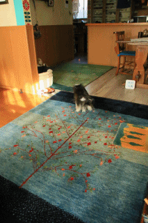 家RUN♪ (そしてB.Bと・・)_c0145250_09333943.gif