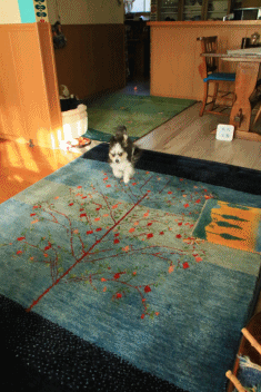 家RUN♪ (そしてB.Bと・・)_c0145250_09334323.gif