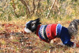 山RUN♪・Ⅱ (気分はスーパーマン?)_c0145250_16135524.gif