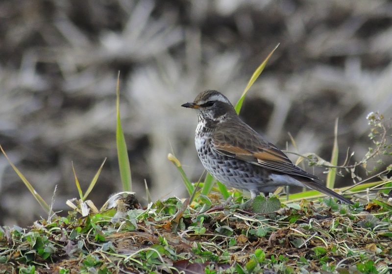 野鳥撮影_d0339151_15215234.jpg