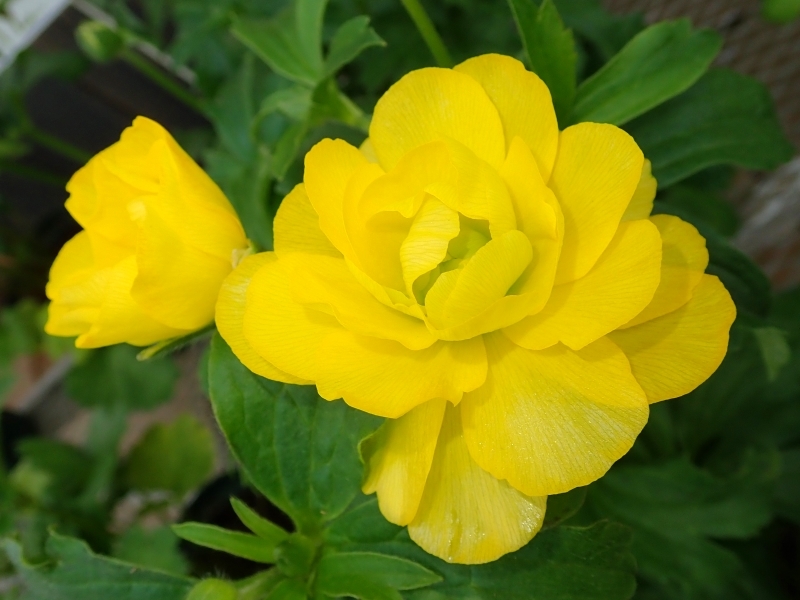 美しい名前の花です 写真大好き平野光一 今日の一枚