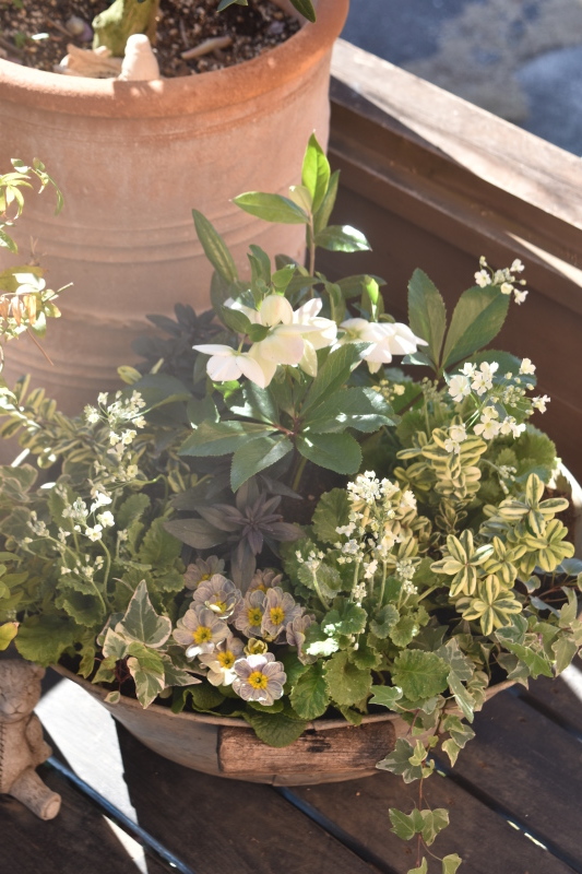 プリムラ マラコイデス ライムグリーン フサコの寄せ植え 小さな庭 2 プリムラ マラコイデス ライムグリーン フサコの寄せ植え 小さな庭 2
