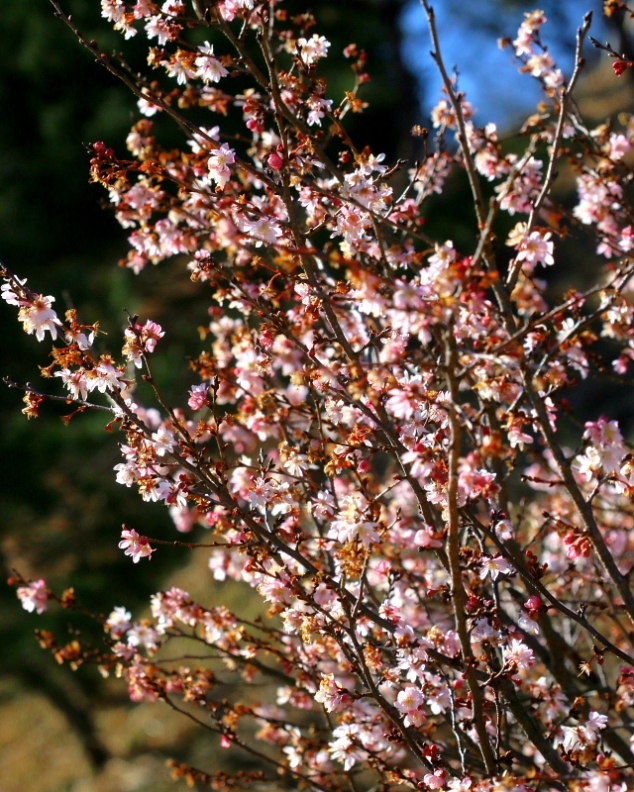 春待芽と春待草など_c0305565_17324408.jpg