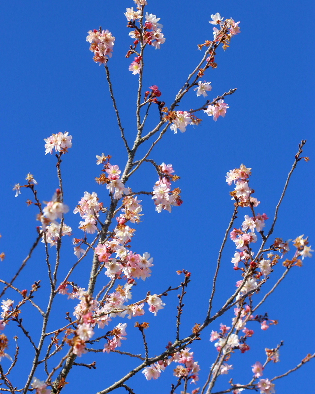 春待芽と春待草など_c0305565_17325654.jpg