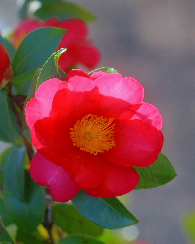 春待芽と春待草など_c0305565_17331943.jpg
