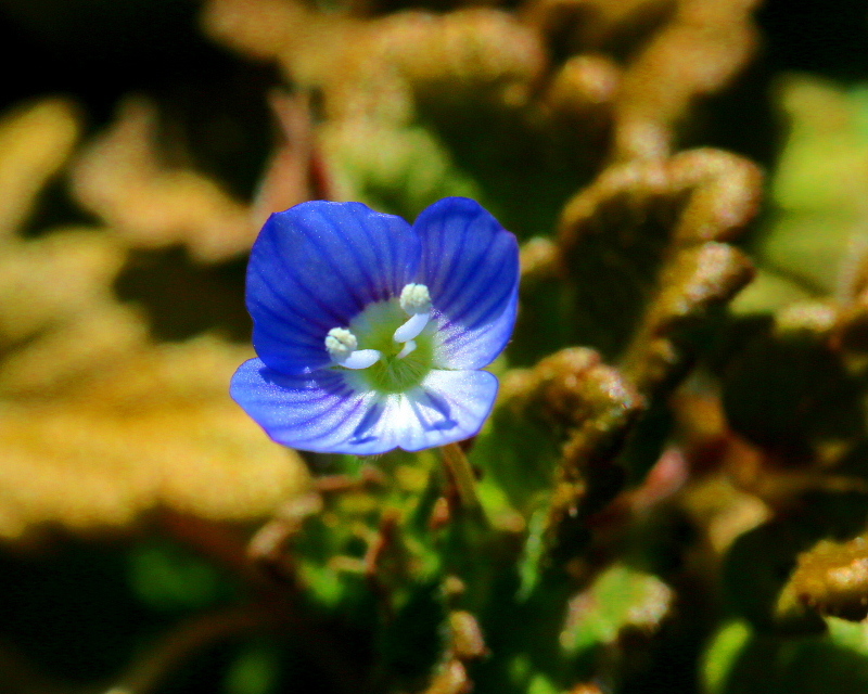 春待芽と春待草など_c0305565_17344094.jpg