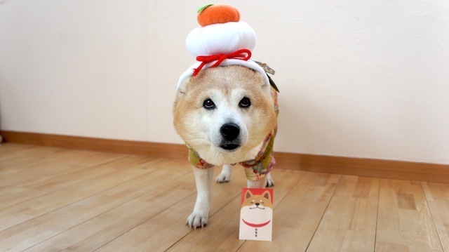 鏡餅ぱんこ グレイテスト ヒッツ 柴犬ぱんこと軽井沢生活