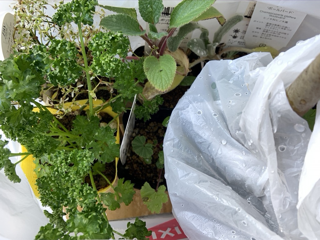 ホームセンターは鬼門!_b0349795_15330961.jpeg