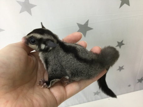 200111 モモンガ・うさぎ・ハムスター・インコ_f0189122_18345871.jpeg