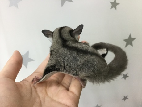 200111 モモンガ・うさぎ・ハムスター・インコ_f0189122_18351886.jpeg