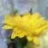 a little bouquet_b0136144_20181165.jpg