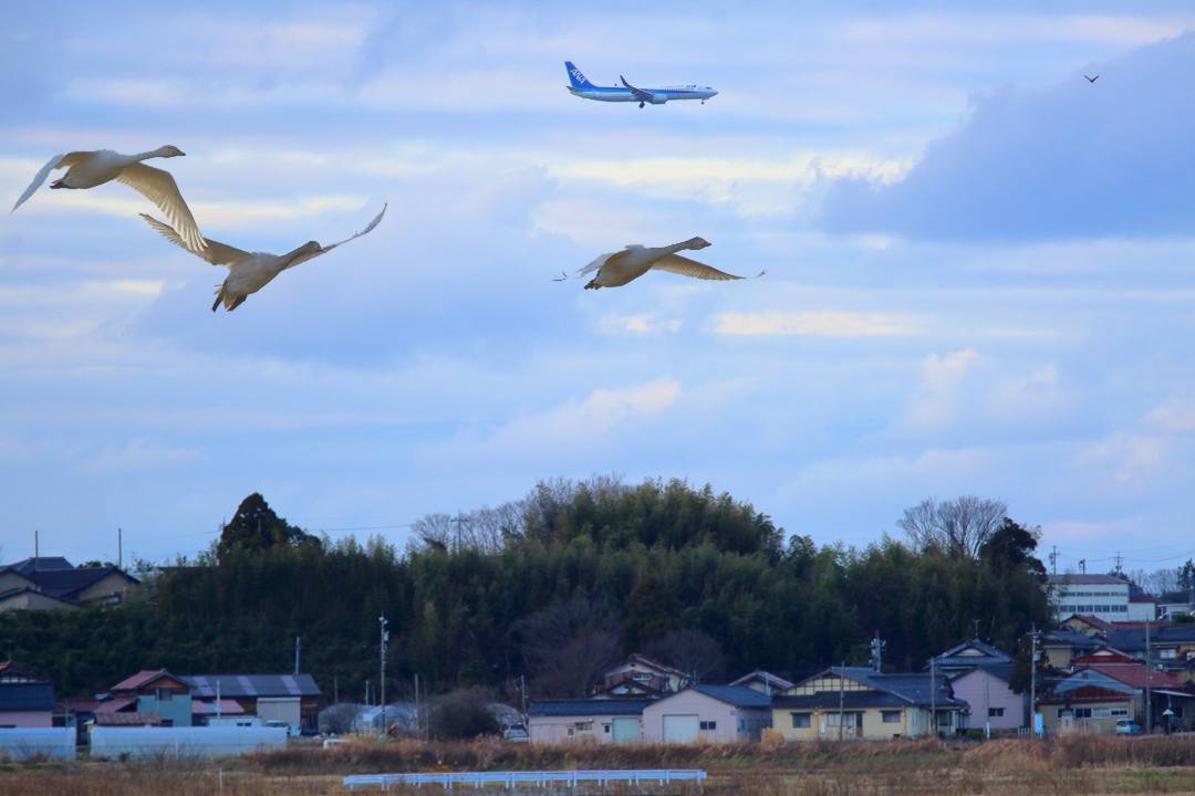 白鳥総集編2019~2020 その6_e0403850_00062087.jpg
