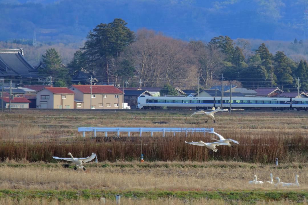白鳥総集編2019~2020 その6_e0403850_00070101.jpg