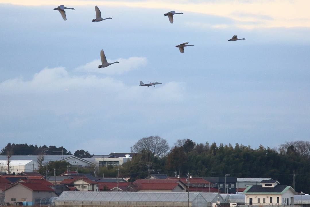 白鳥総集編2019~2020 その6_e0403850_00080777.jpg
