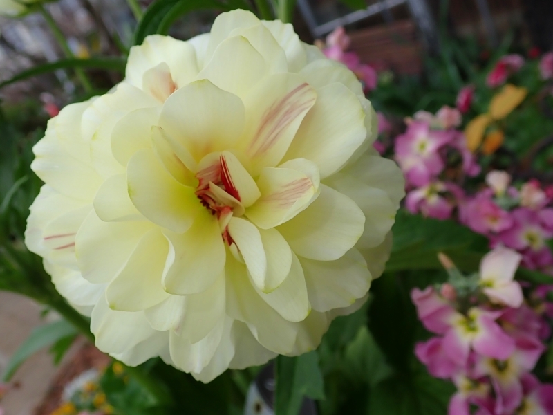 美しい名前の花です 写真大好き平野光一 今日の一枚