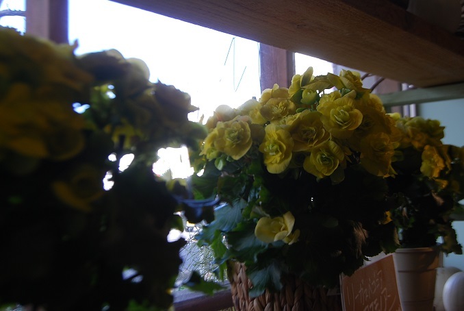 花苗や花鉢が入荷しています。_a0201358_16241207.jpg