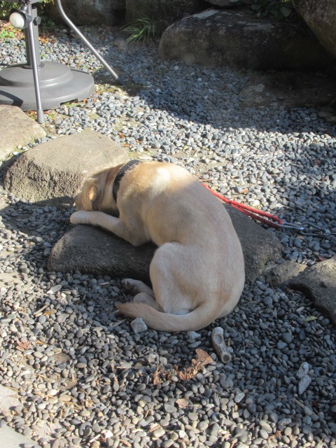 奥河内・音CAFE HenoHeno ＊ 古民家×ハワイアンカフェ再訪♪_f0236260_23040220.jpg