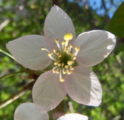 #バラ科 #桜 『ヒマラヤザクラ』 Cerasus cerasoides_f0238961_17391876.jpg