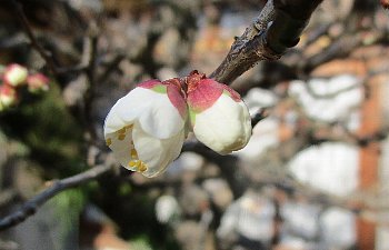 1月10日「開花」_f0003283_08125544.jpg