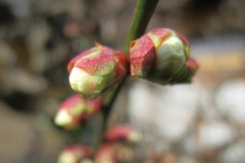 1月10日「開花」_f0003283_08130010.jpg