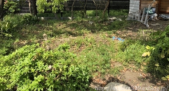 2019年の庭しごとの振り返り BEFORE→AFTER_c0293787_15214854.jpg