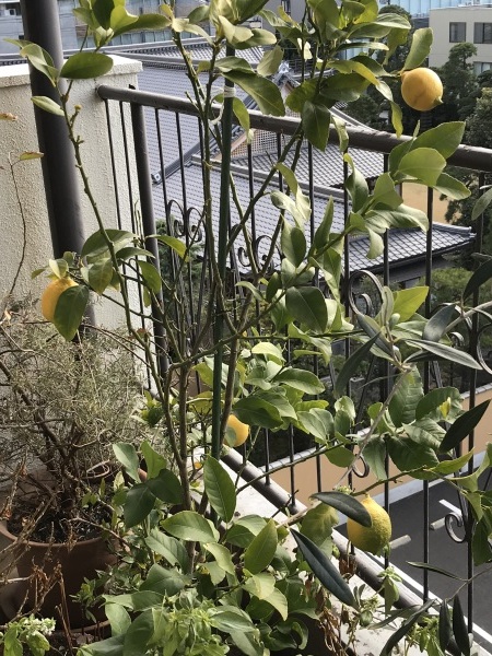 ベランダのレモンの実を全て収穫 青山ぱせり日記
