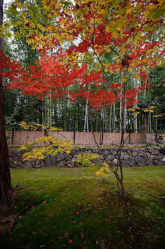 2019京都の紅葉・嵯峨 鹿王院_f0032011_19411835.jpg