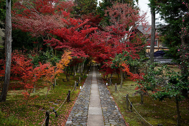 2019京都の紅葉・嵯峨 鹿王院_f0032011_19411892.jpg