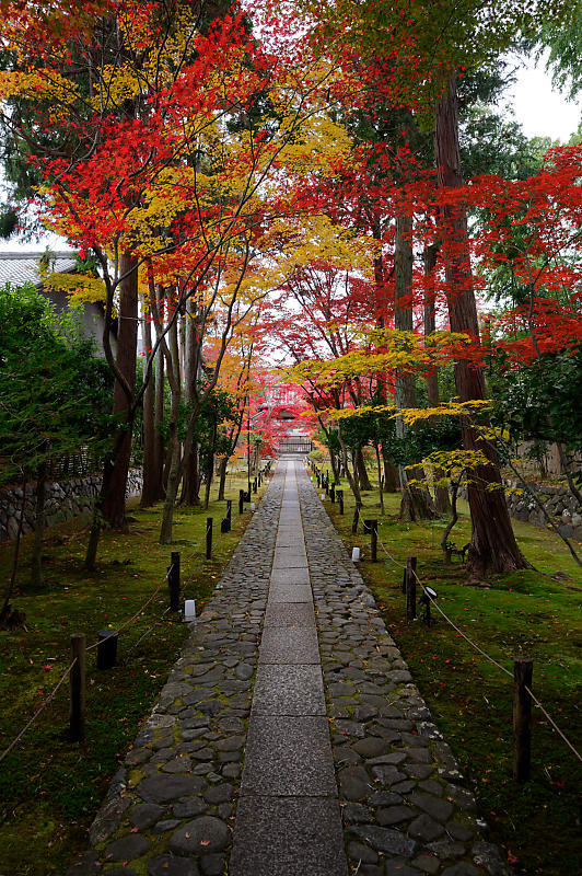 2019京都の紅葉・嵯峨 鹿王院_f0032011_19411916.jpg