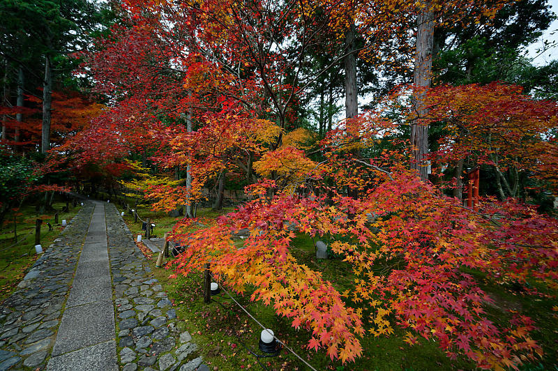2019京都の紅葉・嵯峨 鹿王院_f0032011_19411918.jpg