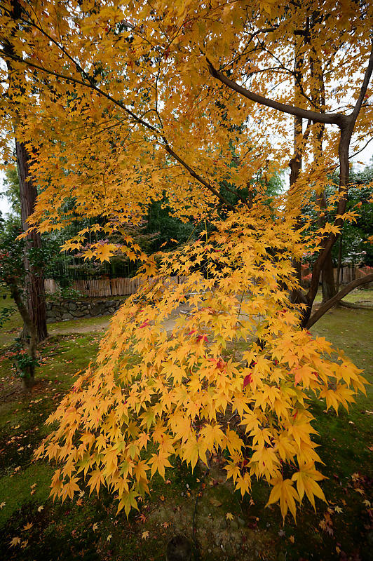 2019京都の紅葉・嵯峨 鹿王院_f0032011_19411939.jpg