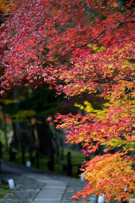 2019京都の紅葉・嵯峨 鹿王院_f0032011_19411958.jpg