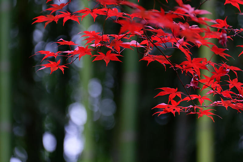 2019京都の紅葉・嵯峨 鹿王院_f0032011_19412003.jpg