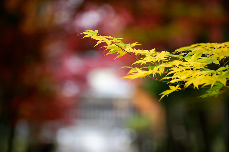 2019京都の紅葉・嵯峨 鹿王院_f0032011_19412009.jpg