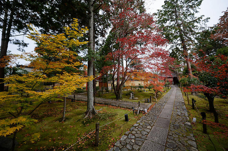 2019京都の紅葉・嵯峨 鹿王院_f0032011_19432649.jpg