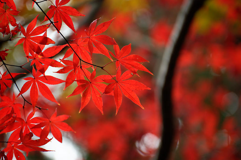 2019京都の紅葉・嵯峨 鹿王院_f0032011_19432713.jpg