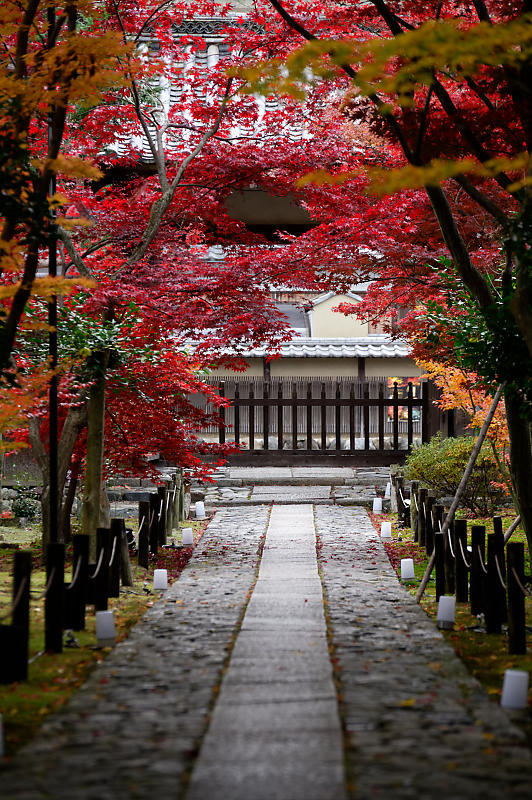 2019京都の紅葉・嵯峨 鹿王院_f0032011_19462720.jpg