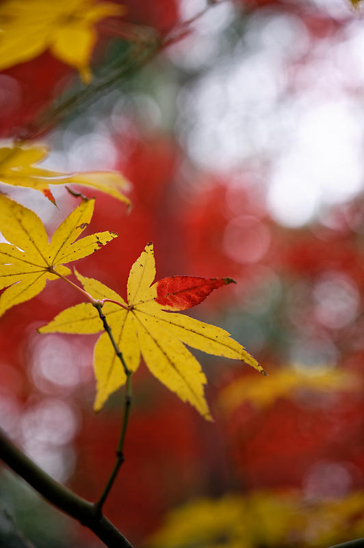 2019京都の紅葉・嵯峨 鹿王院_f0032011_19462841.jpg
