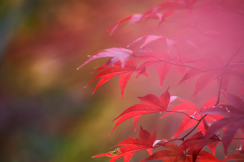 2019京都の紅葉・嵯峨 鹿王院_f0032011_19462889.jpg