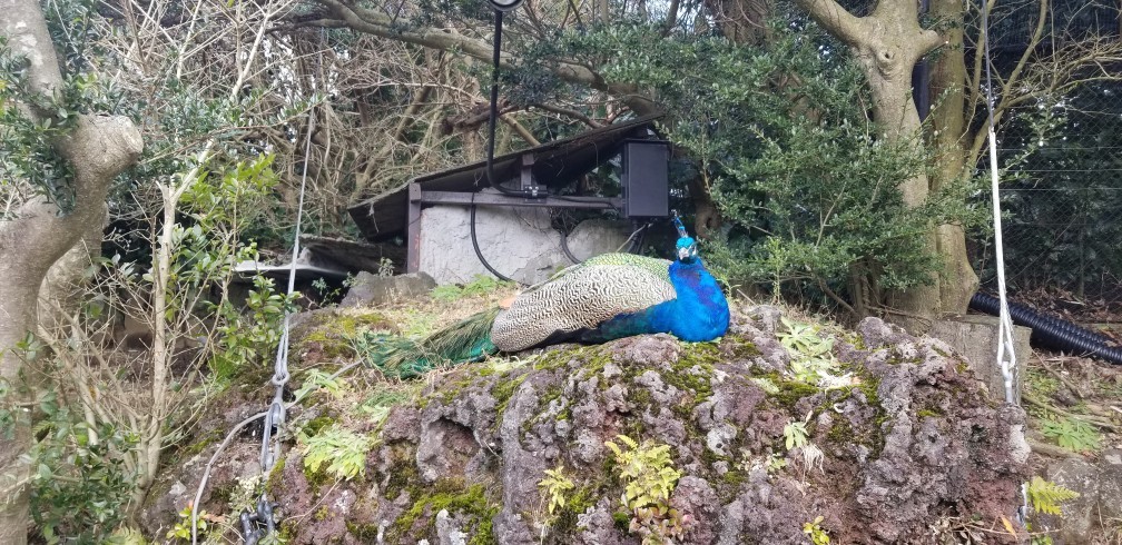 ♪2020年★初ドライブは「シャボテン動物公園」へ_d0162225_23103892.jpg