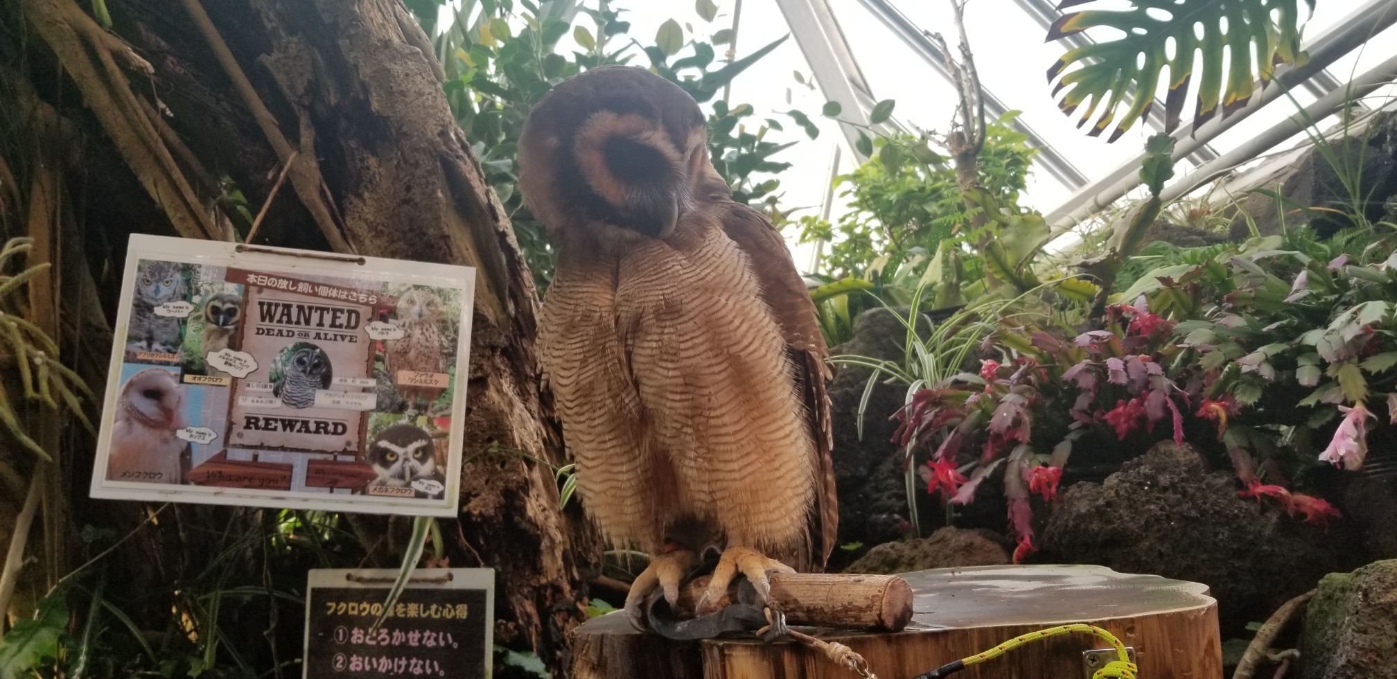 ♪2020年★初ドライブは「シャボテン動物公園」へ_d0162225_23131395.jpg