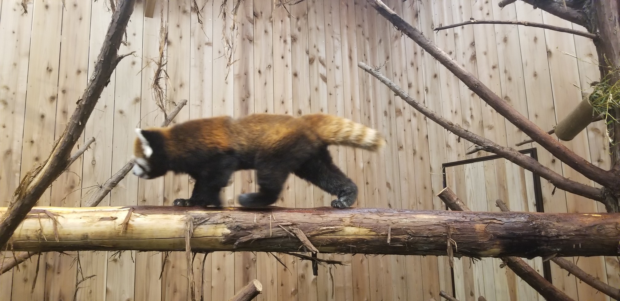 ♪2020年★初ドライブは「シャボテン動物公園」へ_d0162225_23143336.jpg