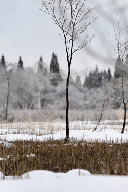 まゝに/1月の散策 上越、妙高_d0342426_17001208.jpeg